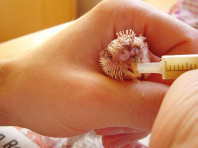 MJ - Raubtierfütterung